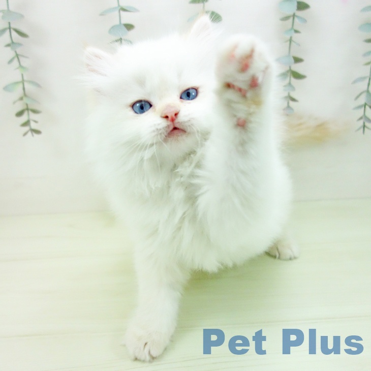 ラガマフィンの写真2