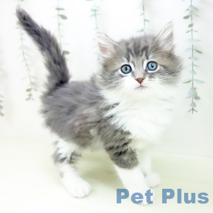 ノルウェージャンフォレストキャット