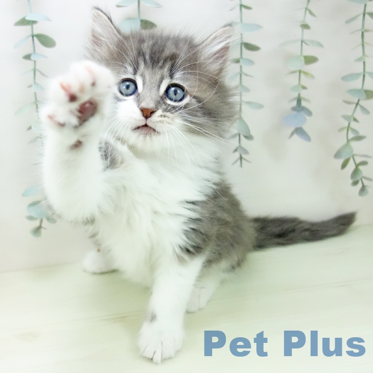 ノルウェージャンフォレストキャットの写真2