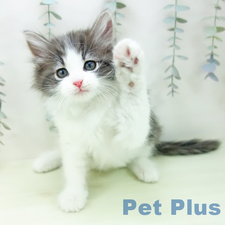 ノルウェージャンフォレストキャットの写真2