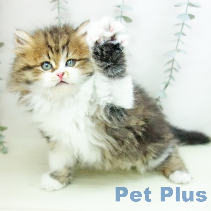 ミヌエットの写真2