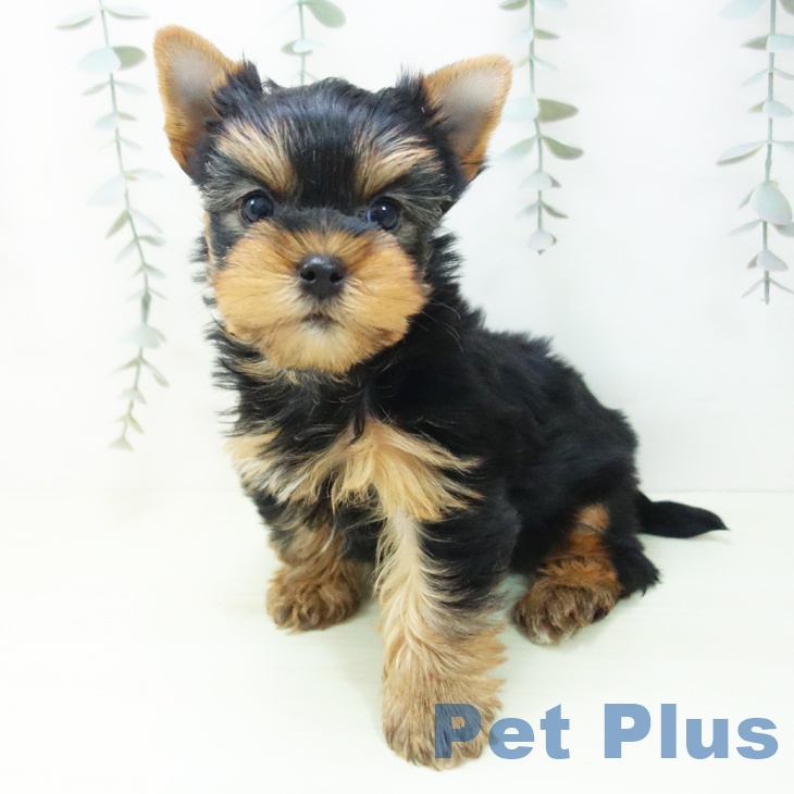 ヨークシャー・テリアの写真2