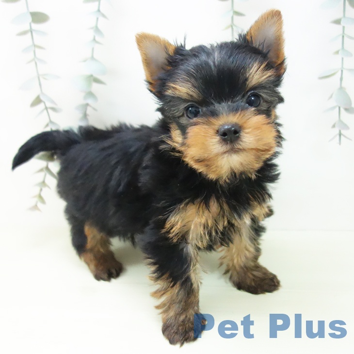 ヨークシャー・テリアの写真2