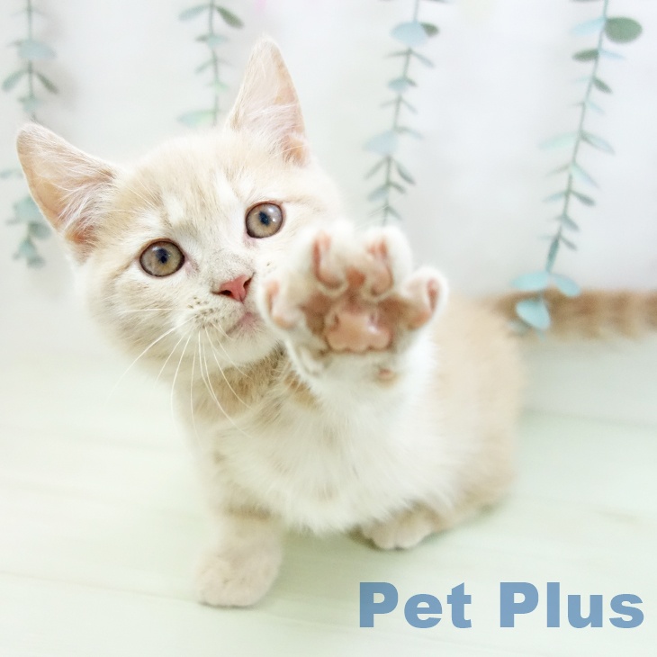 マンチカンの写真2