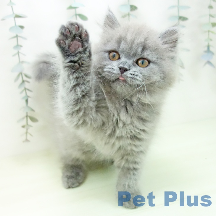 ブリティッシュロングヘア