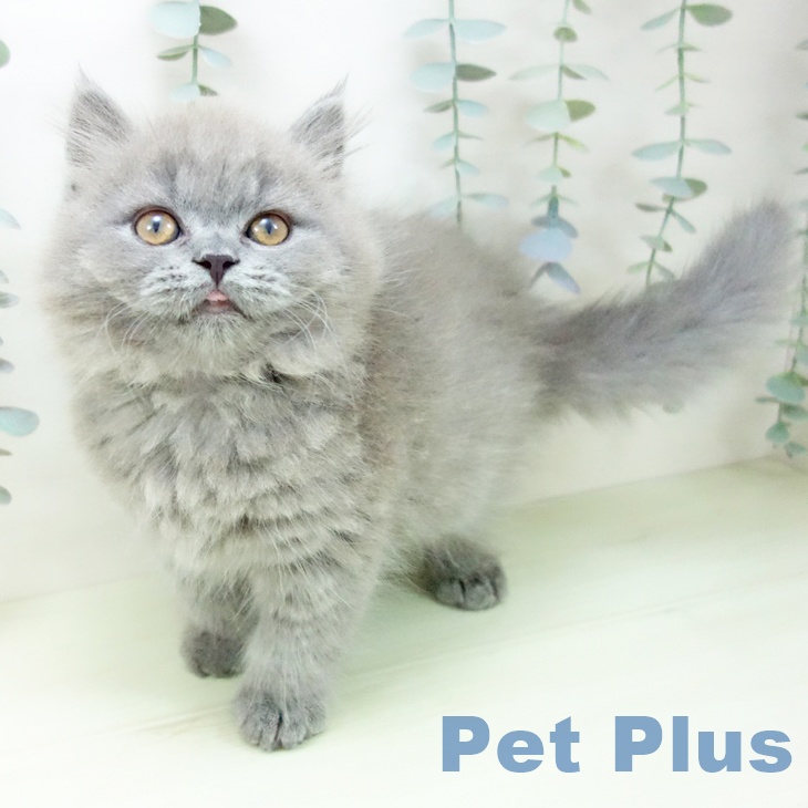 ブリティッシュロングヘアの写真2