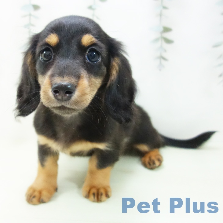 ミニチュア・ダックスフンド