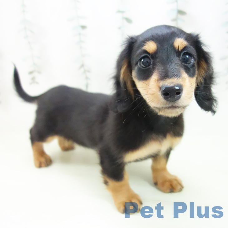 ミニチュア・ダックスフンドの写真2