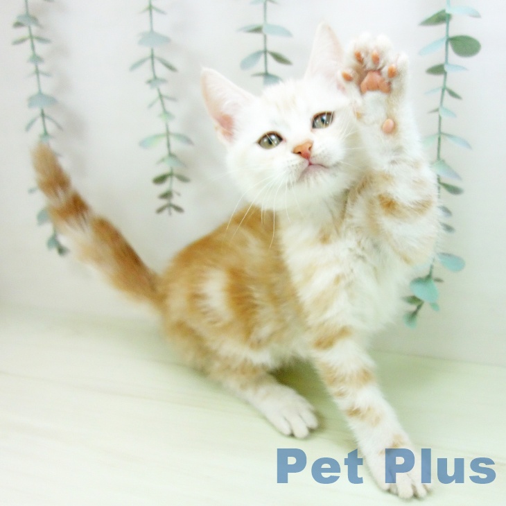 スコティッシュフォールドの写真2