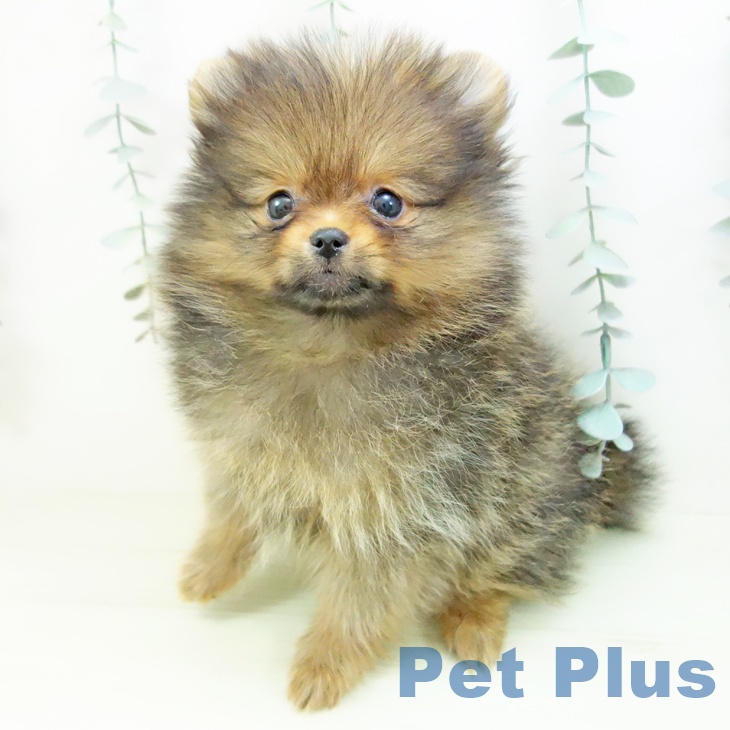 ポメラニアンの写真2