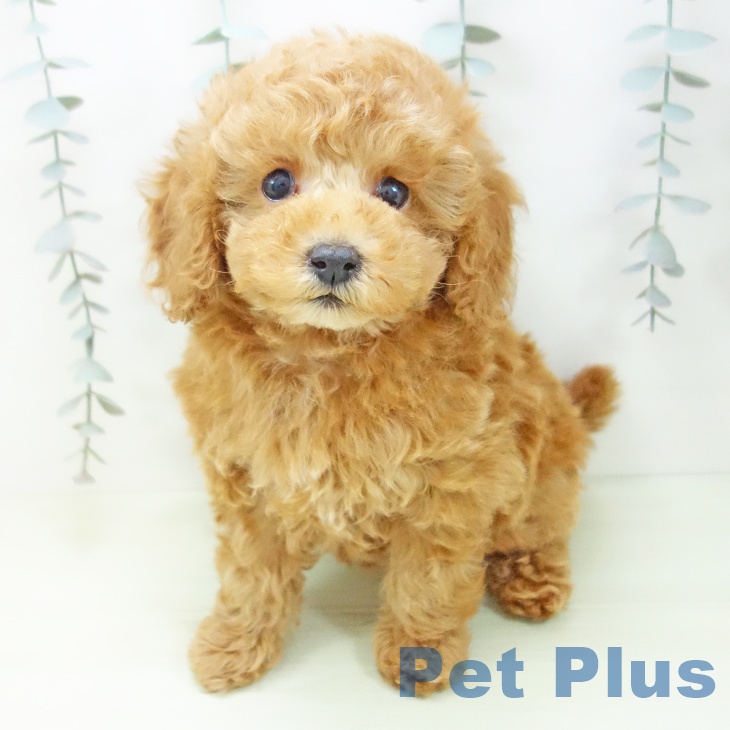 トイ・プードル