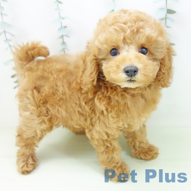 トイ・プードルの写真2