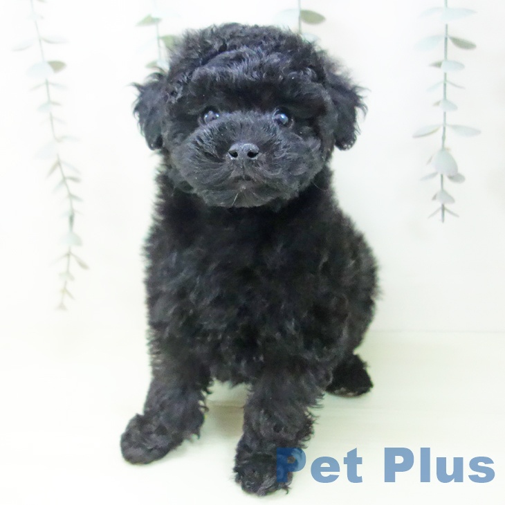 トイ・プードルの写真2