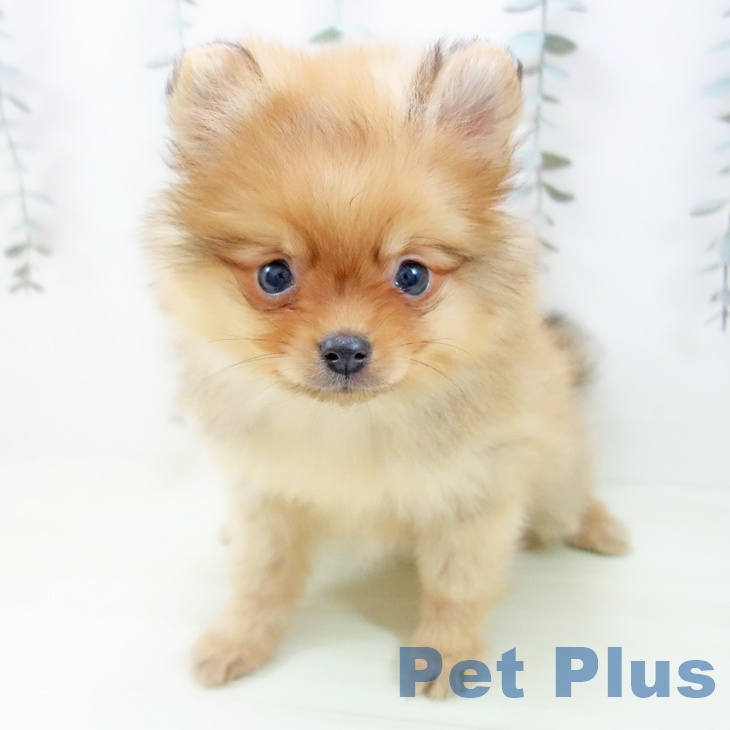 ポメラニアンの写真2