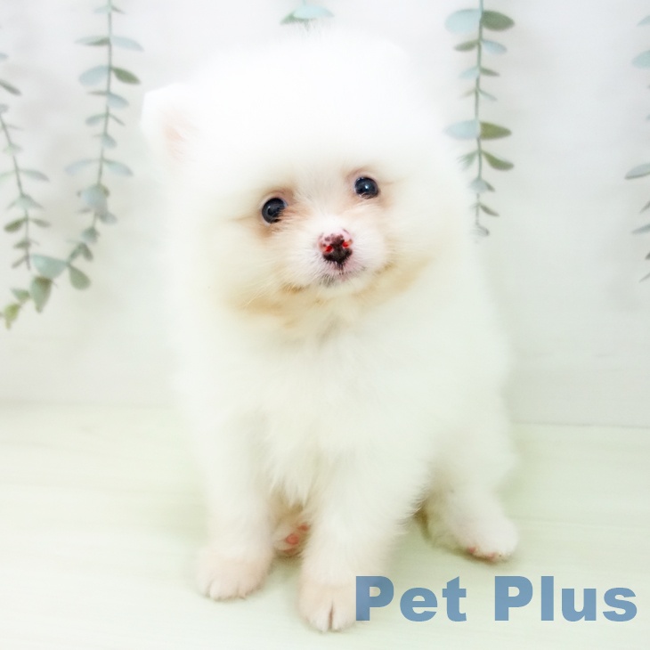 ポメラニアンの写真2