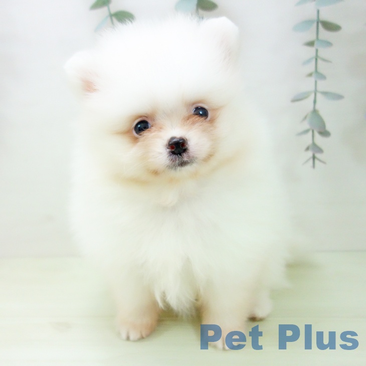 ポメラニアンの写真2