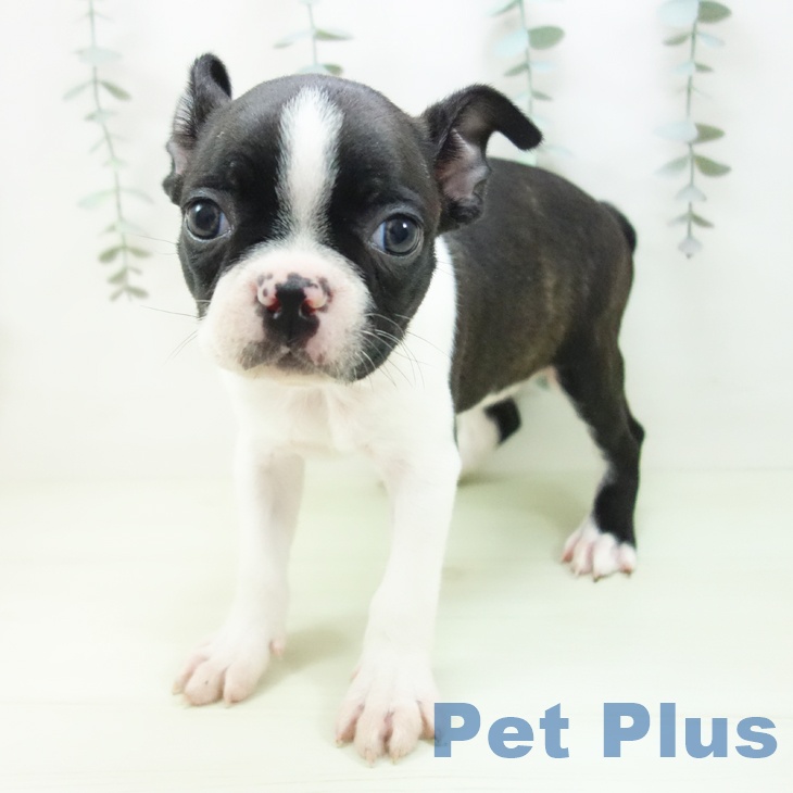 ボストン・テリア