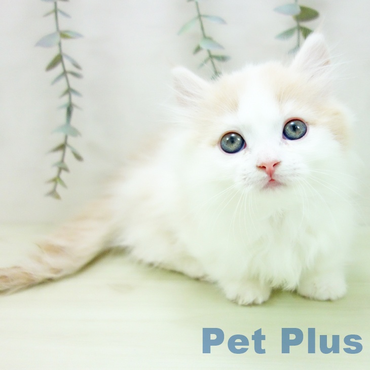 マンチカンの写真2