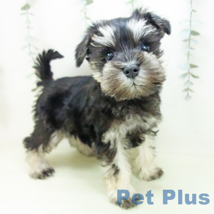 ミニチュア・シュナウザー