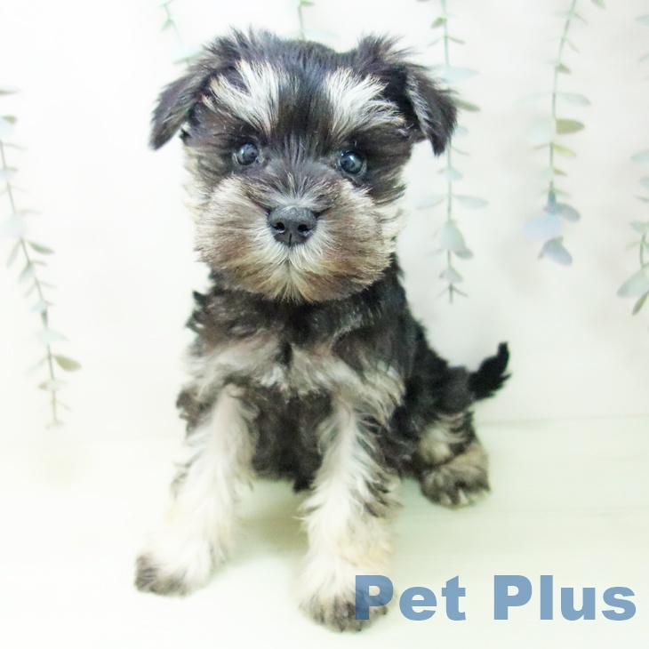 ミニチュア・シュナウザーの写真2