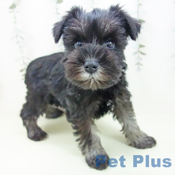 ミニチュア・シュナウザー