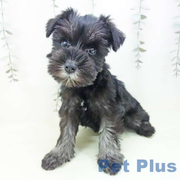 ミニチュア・シュナウザー