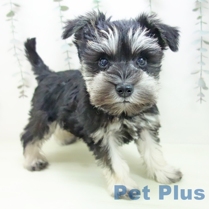 ミニチュア・シュナウザー