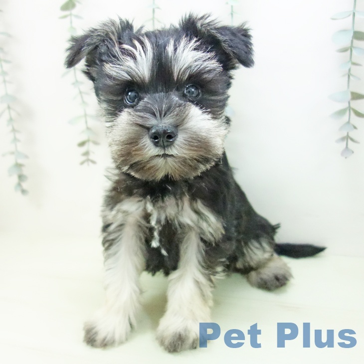 ミニチュア・シュナウザーの写真2