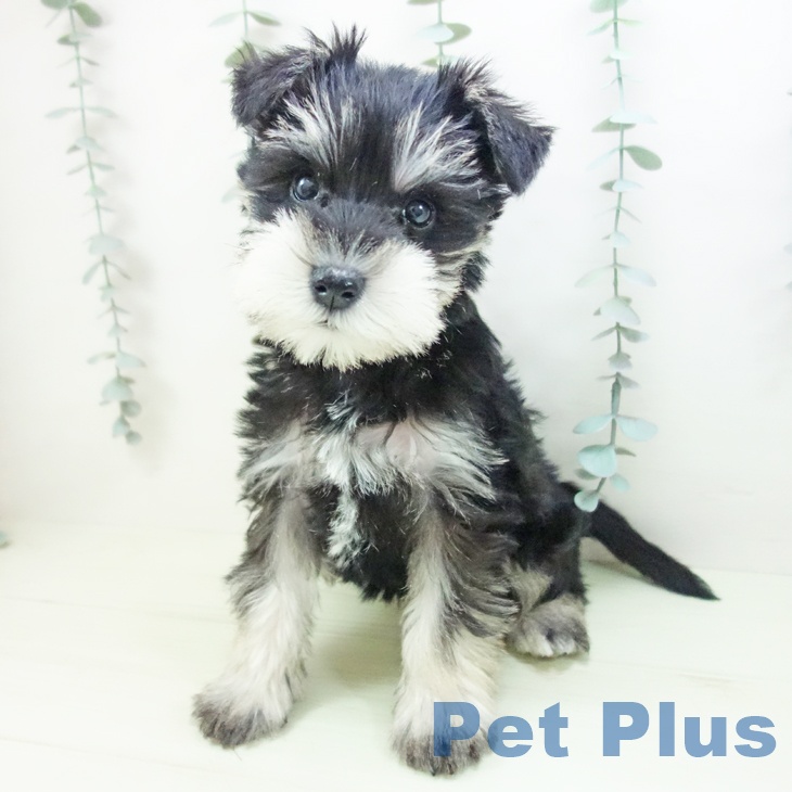 ミニチュア・シュナウザー