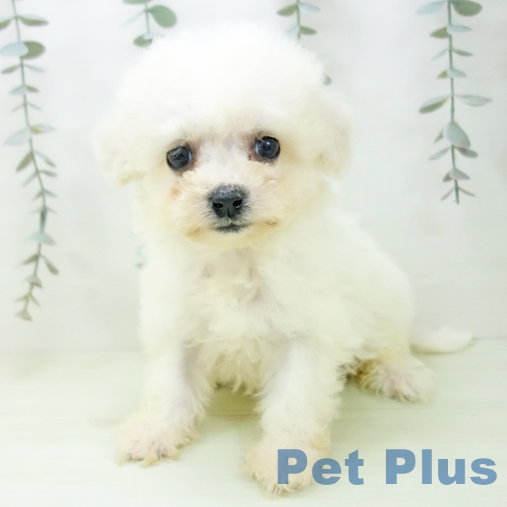 ビション・フリーゼの写真2