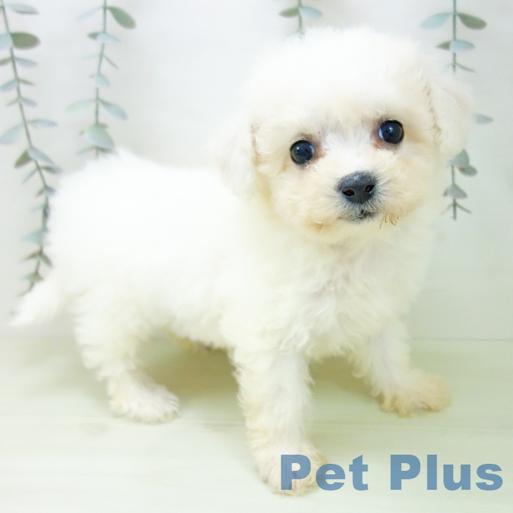 ビション・フリーゼ