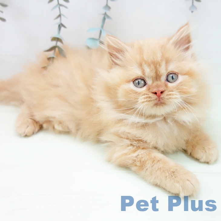 スコティッシュフォールド