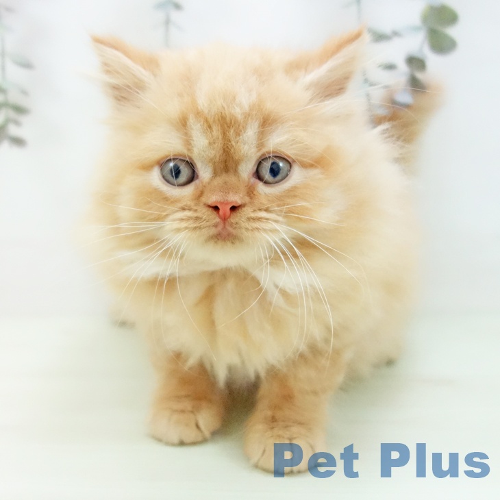 スコティッシュフォールドの写真2