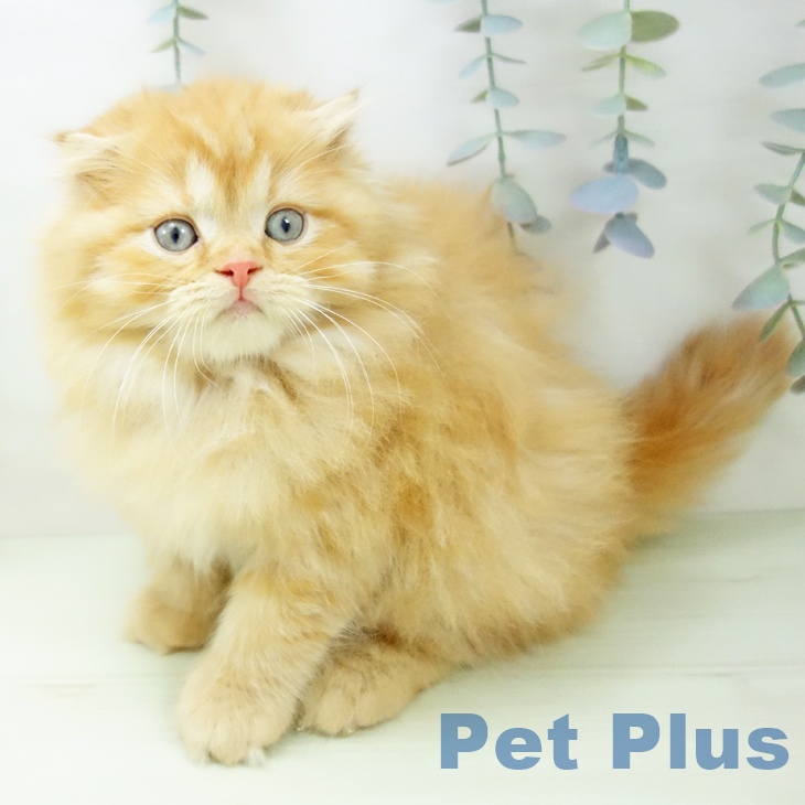 スコティッシュフォールド