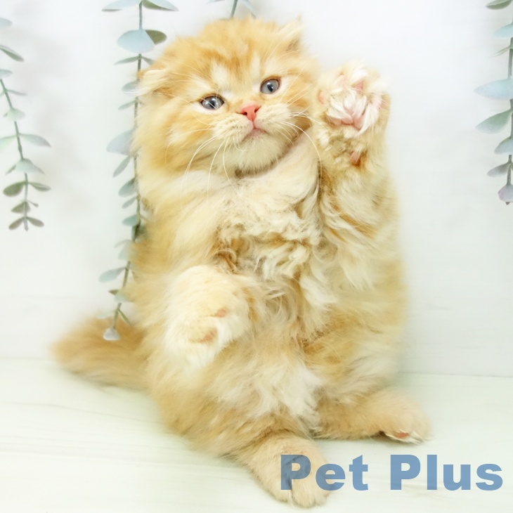 スコティッシュフォールドの写真2