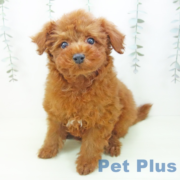 トイ・プードルの写真2