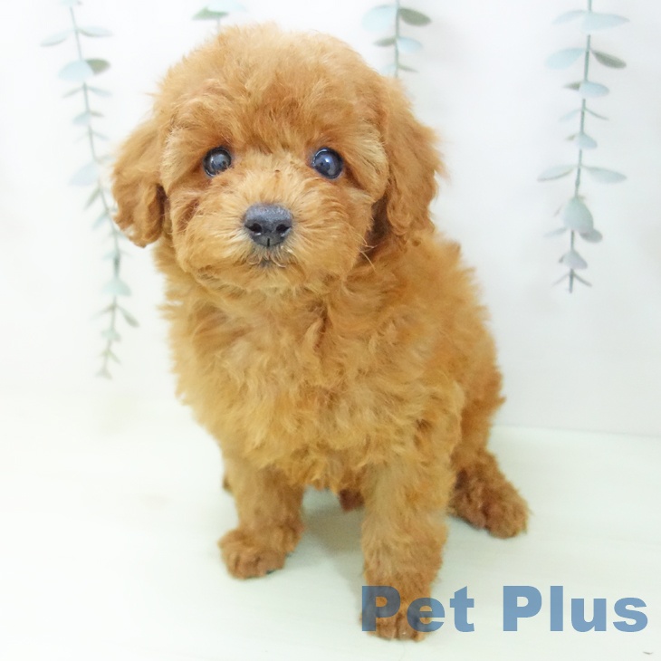 トイ・プードル