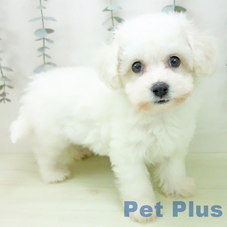 ビション・フリーゼ