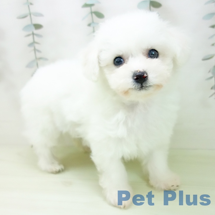 ビション・フリーゼ