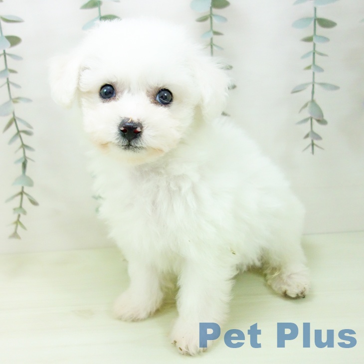 ビション・フリーゼ