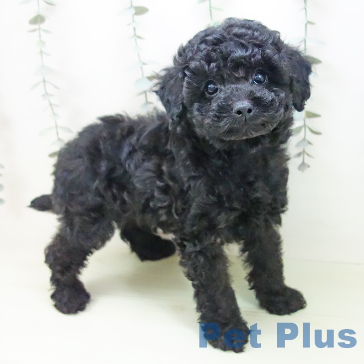 トイ・プードル