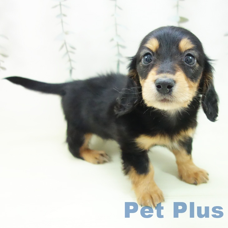 ミニチュア・ダックスフンド