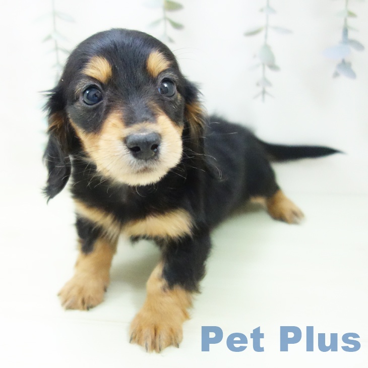 ミニチュア・ダックスフンドの写真2