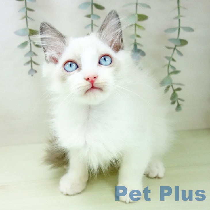 ラグドールの写真2