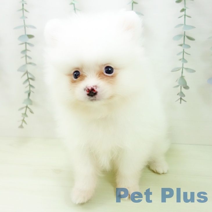 ポメラニアンの写真2