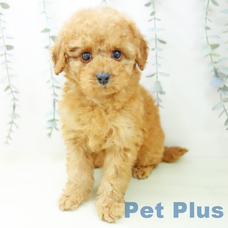 トイ・プードルの写真2