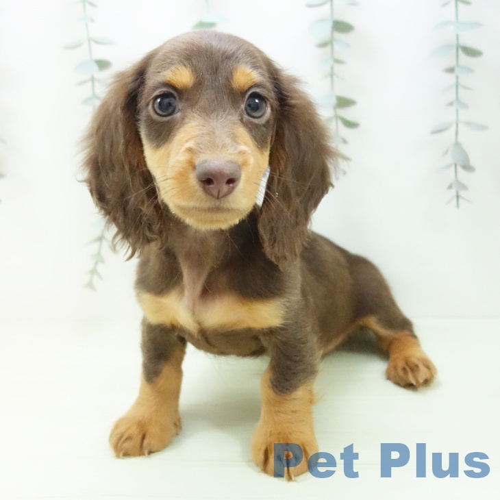 ミニチュア・ダックスフンド