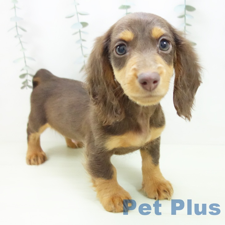 ミニチュア・ダックスフンドの写真2