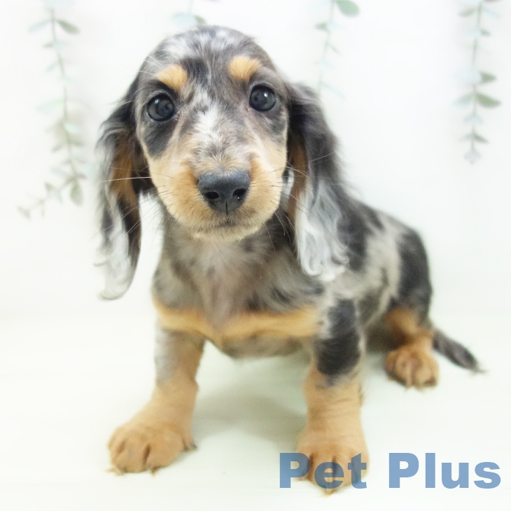 ミニチュア・ダックスフンド