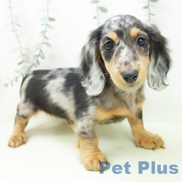 ミニチュア・ダックスフンドの写真2